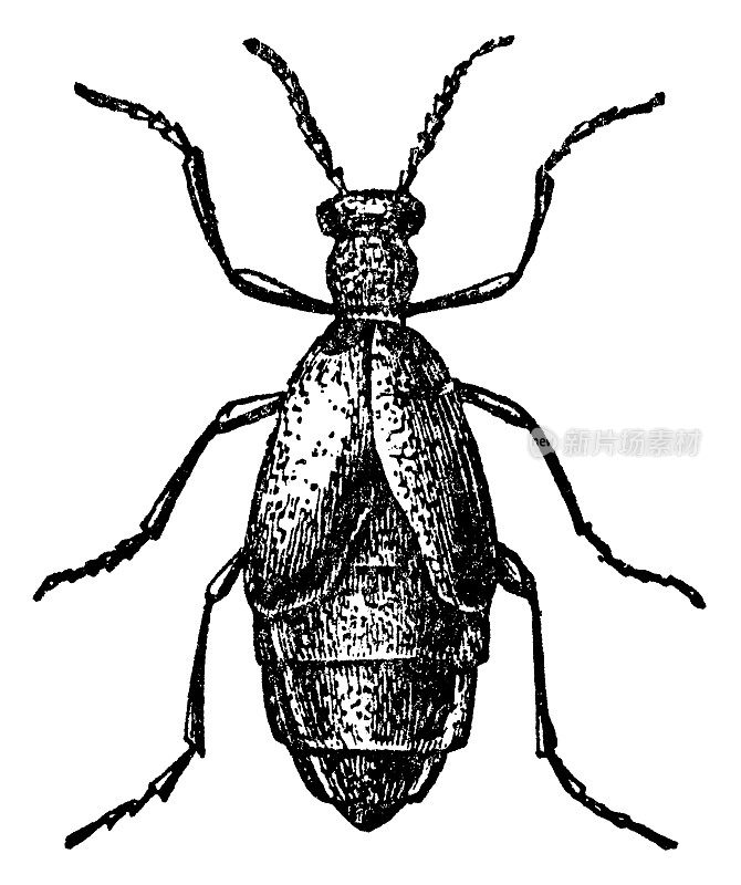 黑油甲虫昆虫(Meloe Proscarabaeus) - 19世纪